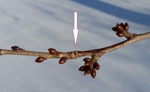 FRUIT TREE PRUNING Fruit trees will tend to grow: Too many interior shoots Large branches