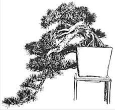 Name: The Living Art of Bonsai Bonsai has been practiced for centuries in cultures all across the world.