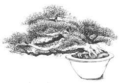 living art. STYLE: Bonsai can be categorized by the trunk orientation of the tree.