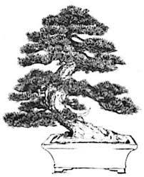 For every bonsai you see today make a mark under the style it represents.