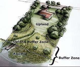 The buffer zones A buffer zone is a vegetated area that protects the lake.