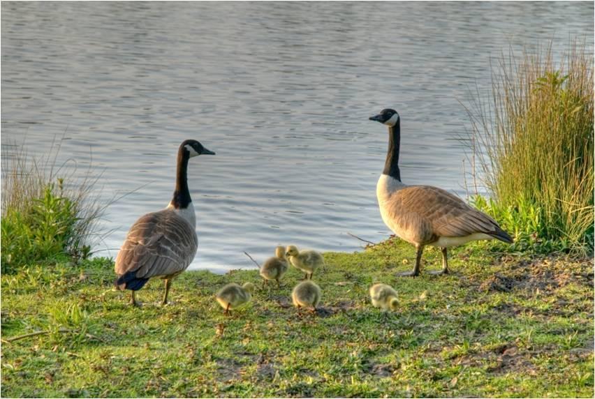 Birds, livestock, pets Pet and bird droppings are rich in nutrients, which can easily leach into our lakes and streams.
