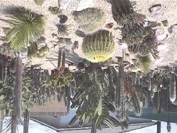 Echinopsis covered in blooms, among the central cactus bed he created