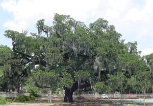Trees & Legacy Savannah s