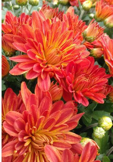 What s New in Garden Mums 2019 New Varieties Tiger Eyes New standalone