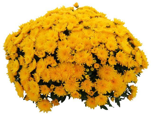 flowers with enduring color Mounded habit with