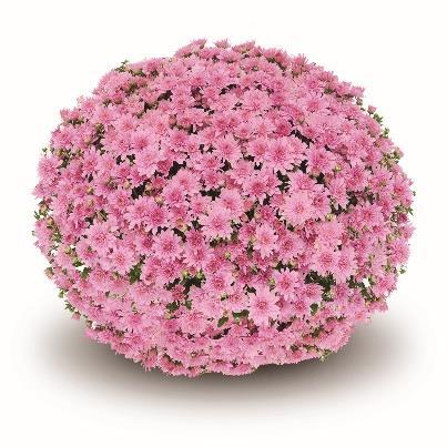 What s New in Garden Mums 2019 New Varieties Fonti Family Five-color family Among the earliest Belgian Mum families
