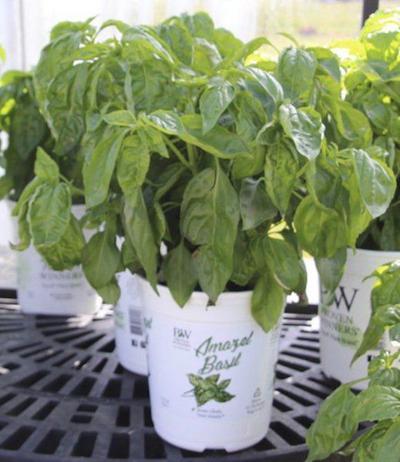 Amazel Basil 2019 New Varieties It s the most amazing basil out there!