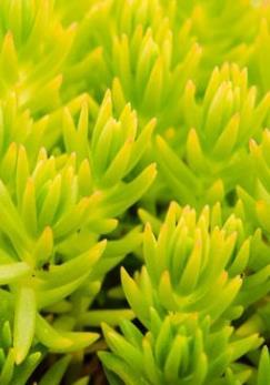 Sedum Lemon Coral Proven Winners 2019 Annual of the Year Three reasons it s a must-have Easy to grow for growers and home