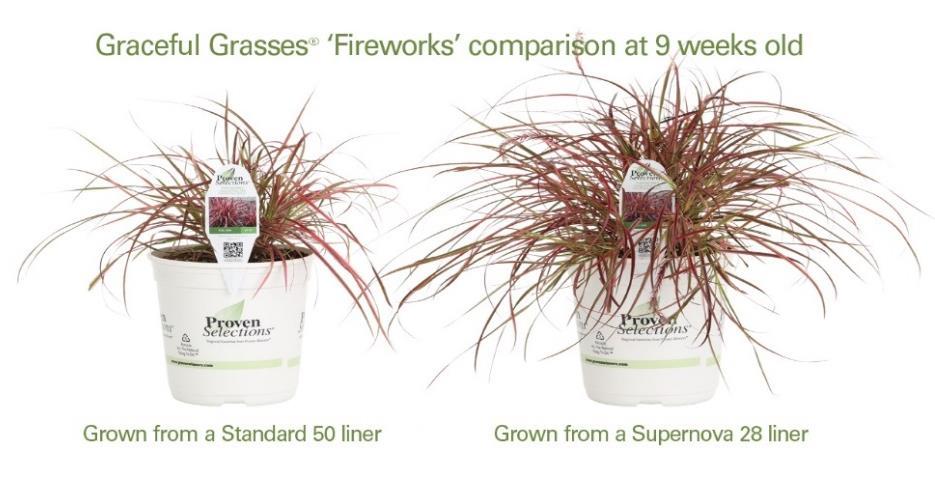 We have a good supply of SuperNova liners available in a 52-cell tray from Four Star Greenhouse