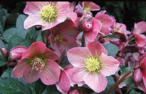Helle(bore) Yes! It s Time to Book Hellebore Orders!