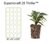 box Available weeks 9-13 Superbena Superbells Supertunia Scaevola Whirlwind Blue SuperNova 28 Thriller A
