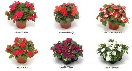 walleriana with strong natural resistance to Impatiens downy mildew Proven landscape performance fights