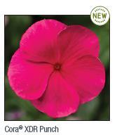 Vinca Cora and Cora XDR Series 2020 Early Release NEW Cora XDR available now in limited commercial quantities Even better aerial Phytophthora resistance than original Cora Superior branching and