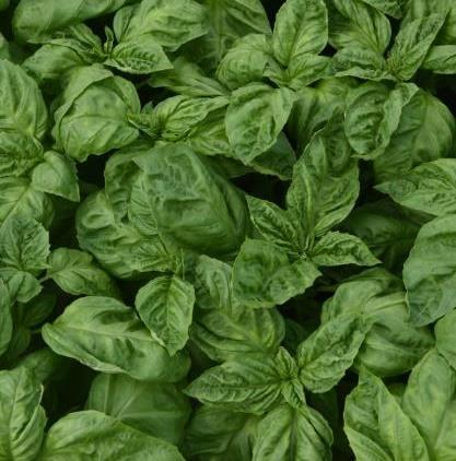 Basil Newton 2020 Early Release A fast-growing, highly Fusariumresistant variety with traditional Genovese flavor Unlike similar varieties, Newton has no licorice aftertaste Appeals to a wide range