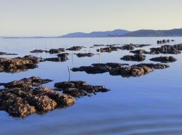 CA Nature-Based Adaptation (Kelp, Oysters, Eelgrass, Dunes, Tidal Marsh) Humboldt Bay Living Shorelines Project (City of Arcata, SCC) SF Bay Living Shorelines Project (SCC, SF State, UC Davis, ESA,