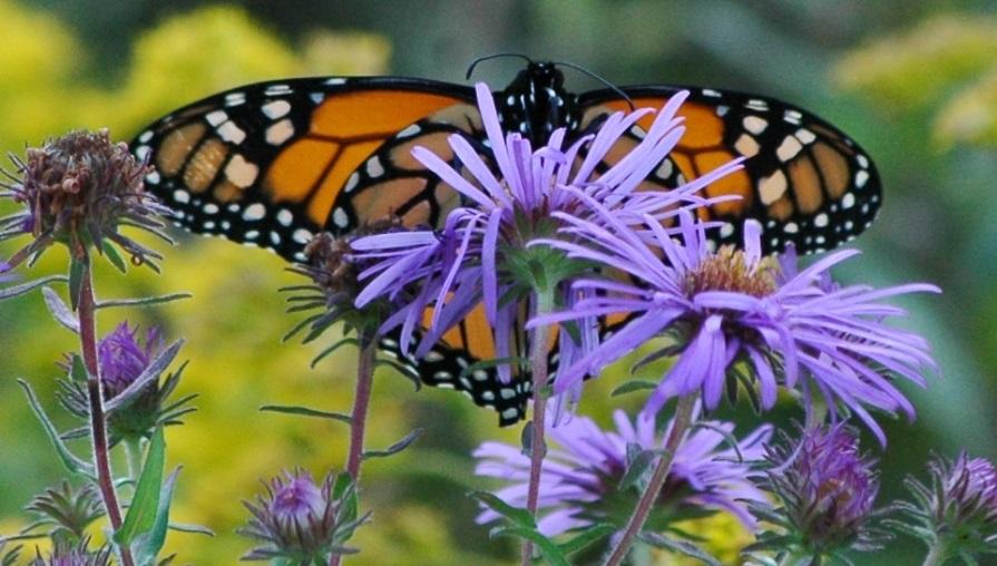 2018 Pollinator Protection Efforts in Dane County Progress Report The Dane County Environmental Council is charged with guiding the implementation of the report recommendations produced by the Dane