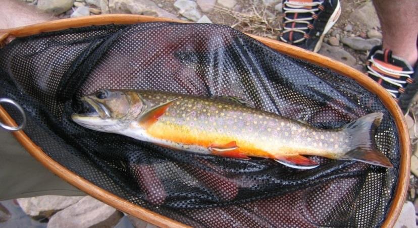 sustain naturally reproducing brook trout populations in Chesapeake
