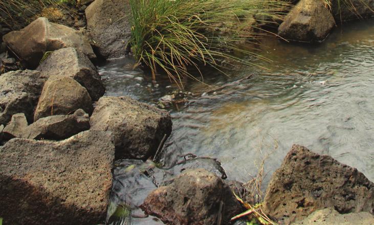 WELL MANAGED URBAN STREAMS AVOID CREATING UNNECESSARY HARD STRUCTURES Hard surfaces around streams, like asphalt or concrete, create more stormwater run off which carries pollution directly into the