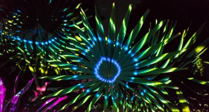 Desert Botanical Garden Electric Desert A Light And Sound Experience By Klip Collective October 12, 2018 May 12, 2019 Cactus and desert become a living canvas in this nighttime experience, taking
