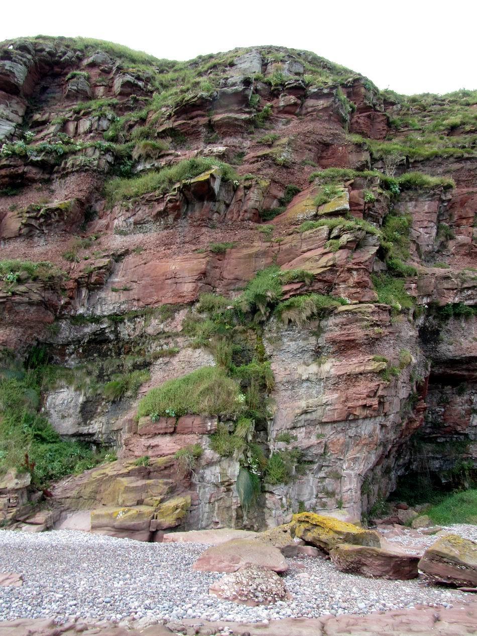 Cliffs at Auchmithie My interest in plants arose from my boyhood interest in geology so this day trip was to revisit some of the many geologically fascinating sites of the Scottish coasts such as the
