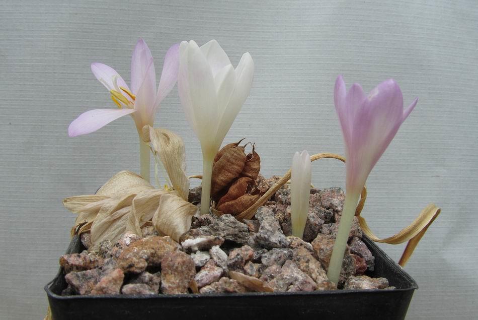 Colchicum alpinum seed Back to the garden regular readers will know how much importance I attach to raising plants from seed and especially collecting and raising
