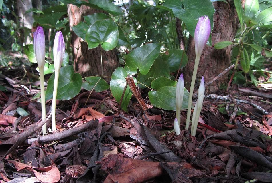 Here the same clone of Colchicum has shot up almost overnight.