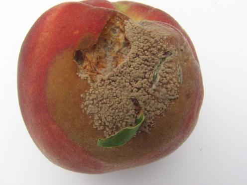 Peach Diseases Affected by Canopy Size Manages disease (indirectly)