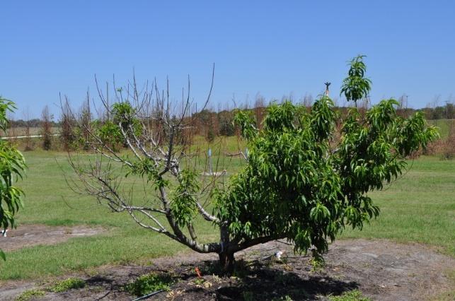 Pruning Principles for Orchards Maintain tree height ~ 8 feet to reduce ladder requirements