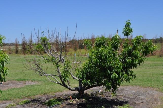Remove diseased or dead limbs In Florida, two