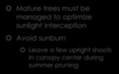 Open Vase Training System Mature trees must be managed to optimize sunlight interception Avoid sunburn Leave