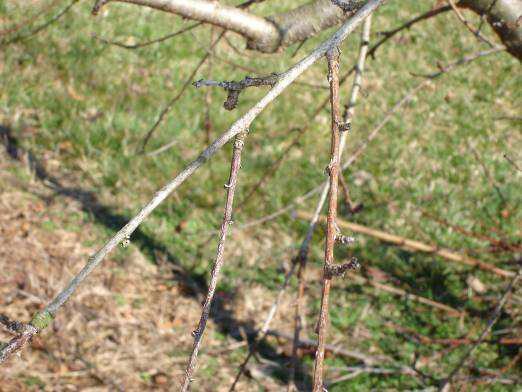 branches Prune out diseased or dead wood Dead wood will appear greyish,