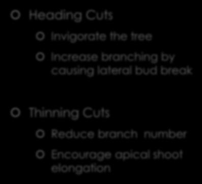 Types of Pruning Cuts Heading Cuts Invigorate the tree Increase branching by causing