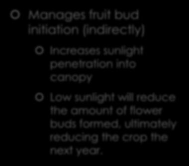 Pruning Principles for Orchards Manages fruit bud initiation (indirectly) Increases sunlight penetration into canopy Low sunlight will reduce the amount of flower buds formed, ultimately reducing the