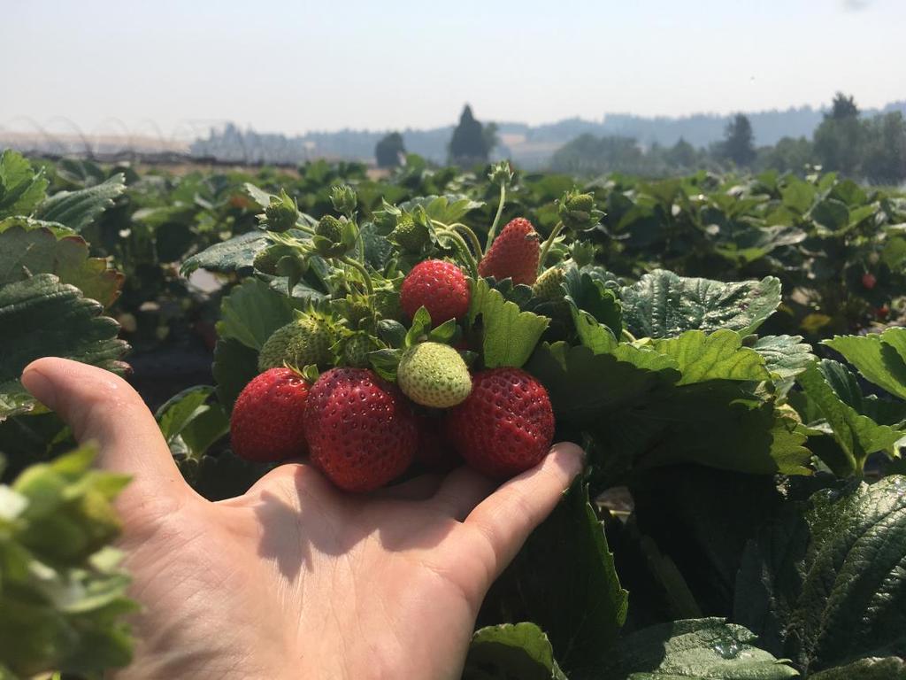 Mid-late Season Pest Management for Day Neutral Strawberries