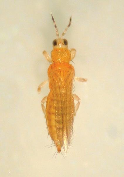 Thrips Adults: Small (1-2mm), light yellow/tan narrow, winged insect.