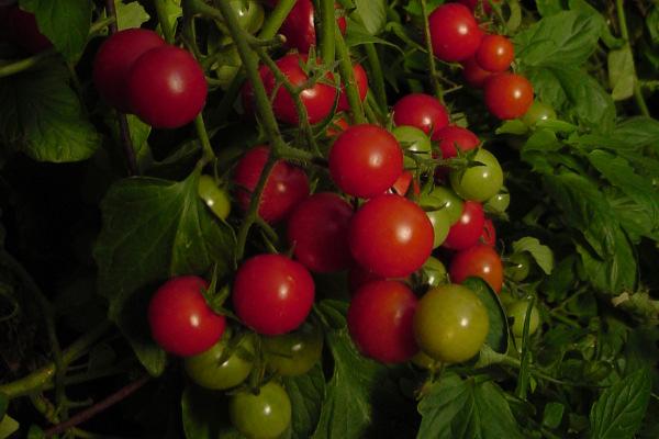 It is also the first cherry tomato variety found to be nematode resistant since Small Fry, a tomato developed by AgriLife Research horticulturists.