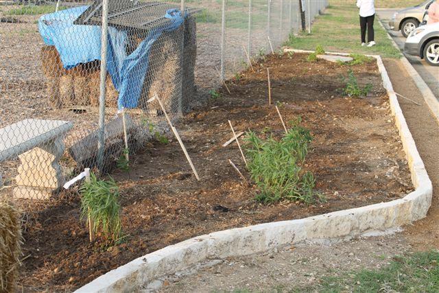Great Publicity for the Community Garden If you do not live in the Schertz area you probably missed this article.