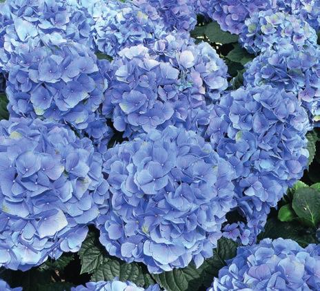 PRODUCER OF CUT FLOWERS AND FOLIAGE. THIRD LARGEST PRODUCER OF BULBS. Specialities exported worldwide include hydrangeas, young trees and shrubs and bulbs.