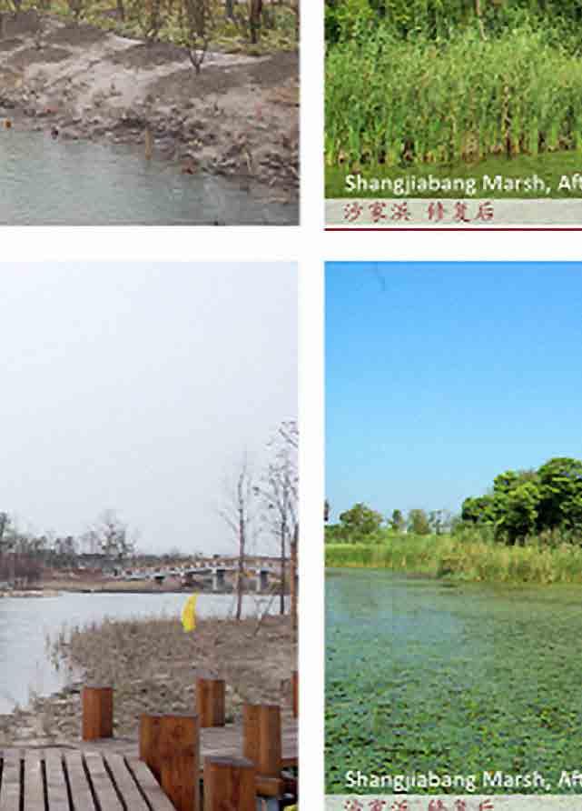 A, B & C - Jianjun Du Case study B A. Shajiabang marsh, before and after restoration B. Rural wetland and city landscape C.