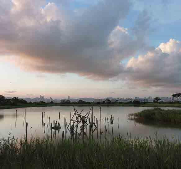 Government designated the 1,540 ha Mai Po Inner Deep Bay Ramsar Site which consists of inter-tidal mudflats, mangroves, traditionally managed shrimp ponds ( gei wai ) and fish ponds.