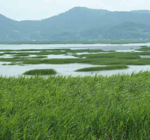 A few years later, some of the local NGOs and professors, in particular Suncheon National University, realized the need to immediately address these issues to prevent further deterioration of