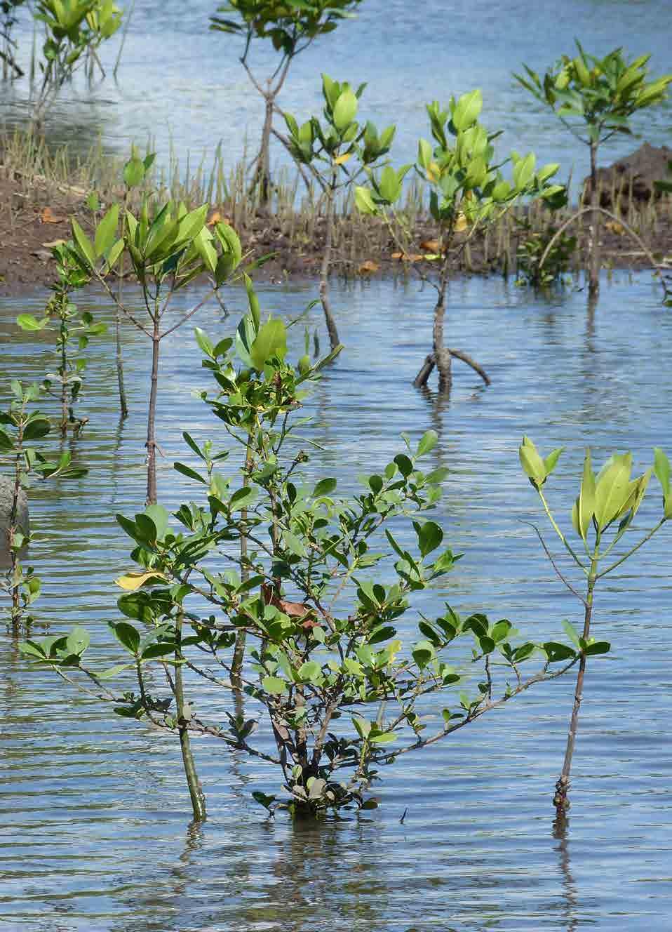 A. Natural mangrove regeneration Case study A, B & C - Wetlands International B B. Nula-tula site mangrove planting C.