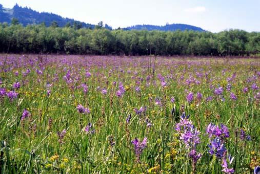 Prairie even less common today than wetland prairie. It is estimated that less than 1 percent of the native prairie once found in the entire Willamette Valley currently exists.