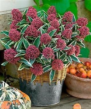 Very compact it make a great garden or container plant. The other variety is Skimmia j. Winnies Dwarf. This is a foot high growing dwarf female that make a great container plant.