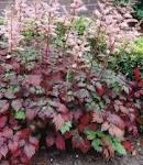 Like the regular Katsura the new foliage is maroon but a much more intense purple than the species. Over 10 years you can expect growth of about 12 feet by 10 feet.