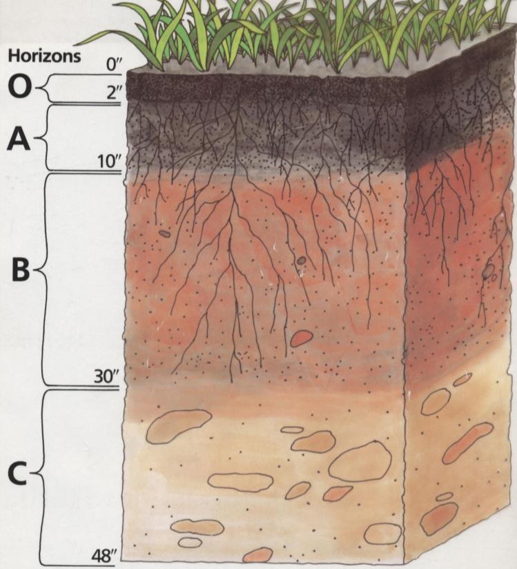 A Soil Profile Litter layer Biological activity Zone of