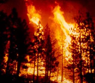 a burning shrub has ignited the lower branches of a tree Trees, particularly evergreen trees such as pine, supply a large amount of potential fuel to a wildfire Once