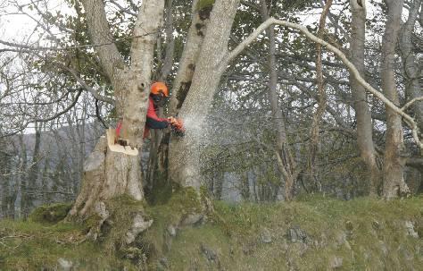 Felling mature hedgerow trees such as this beech will normally require a felling licence unless the tree is dead or poses an imminent safety risk.