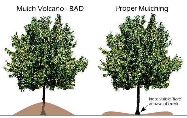Mulch properly by applying the prescribed 2-4 inches around the root area of the tree. Do not pile up against the bark.